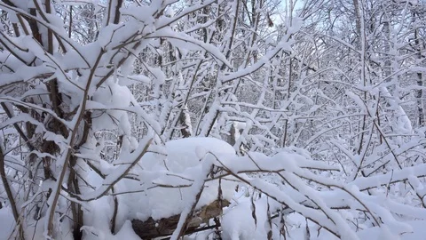 Panorama of the winter forest Video stock 85470424