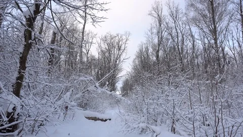 Panorama of the winter forest Video stock 85470600