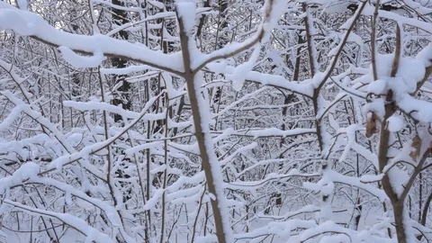 Panorama of the winter forest Video stock 85470770