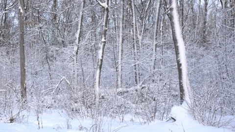 Panorama of the winter forest Video stock 85471088