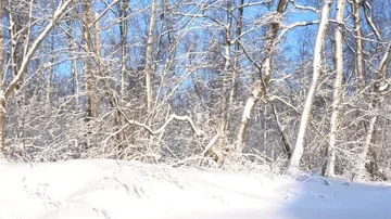 Panorama of the winter forest Video stock 85471226