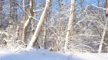 Panorama of the winter forest Video stock 85471362
