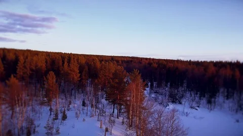 Panorama of the winter forest Video stock 90728230