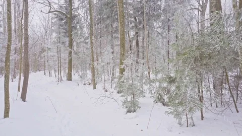 Panorama of the winter forest. Spruce Stock Footage 72921947