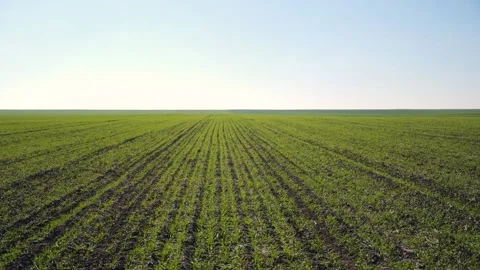 Panorama of a winter wheat field Stock Footage 208858009