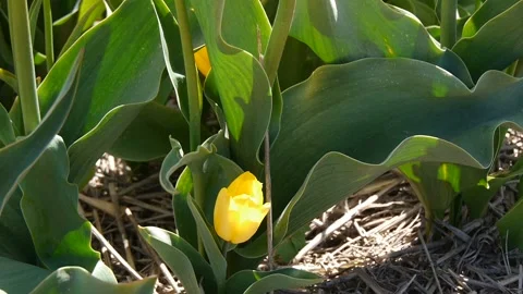 Panorama on a yellow tulip. Close-up. Video stock 100290355