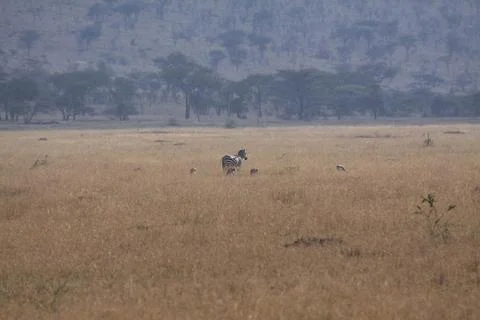 Panorama of zebra roaming through typical African savannah Stock Photos