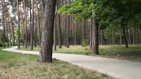Panoramic 4K footage of a path in a park with walking pigeons Stock Footage 280417357