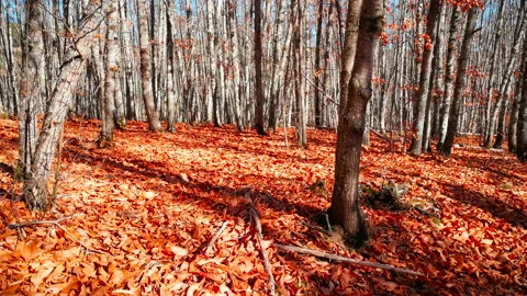 Panoramic 4k video of a chestnut forest in winter with fallen leaves. Stock Footage 166677647