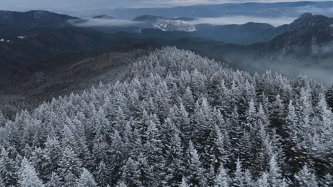 Panoramic aerial drone view of winter season with fir trees full of snow. Video stock 329267954