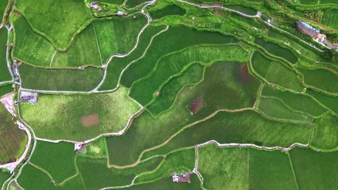 Panoramic Aerial Drone View of Xijiang Qianhu Miao Village and Rice Plantation Stock Footage 341751718