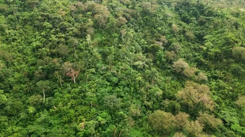 Panoramic Aerial Pullback Over Tropical Jungle Canopy in Catanduanes 스톡 동영상 348272449