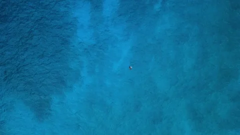 Panoramic aerial top down overview descends on manta ray swimming in clear Stock Footage 267862410