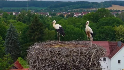 An panoramic aerial  view around roofs in Bavaria with storks relaxing Видео 339256858