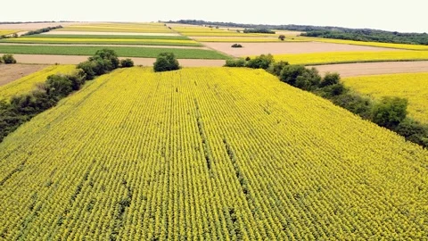 Panoramic aerial view flying over a vast agricultural field of blooming yellow Stock Footage 344729014