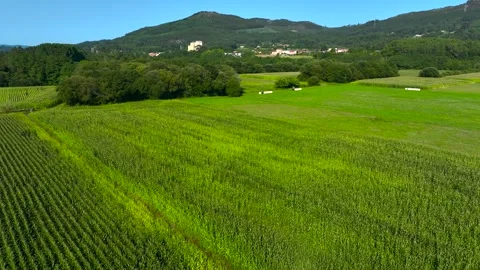 Panoramic Aerial View Of Greenery Fields Of Growing Maize Stock Footage 250006087