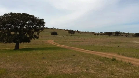 Panoramic aerial view of a landscape with cork oaks. Stock Footage 88409226