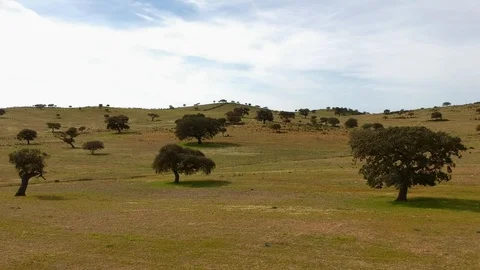 Panoramic aerial view of a landscape with cork oaks. Stock Footage 88409236