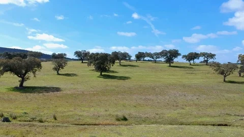 Panoramic aerial view of a landscape with cork oaks. Stock Footage 88409361