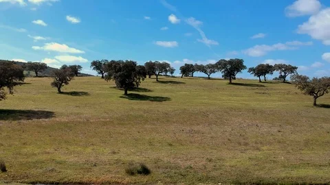 Panoramic aerial view of a landscape with cork oaks. Stock Footage 88409363