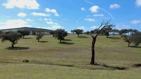 Panoramic aerial view of a landscape with cork oaks. Stock Footage 88409397