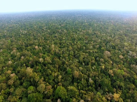 Panoramic aerial view of large untouched area in the Amazon rainforest Stock Footage 76977495