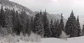 Panoramic Aerial View Pan Left Fir Tree Frozen Forest Mountain Winter Snow Frost 4k or 4k+ Resolution