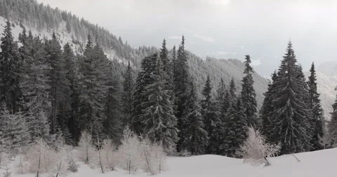 Panoramic Aerial View Pan Left Fir Tree Frozen Forest Mountain Winter Snow Frost Stock Footage 44422861