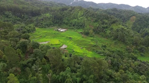 Panoramic Aerial View of Terraced Rice Fields Surrounding Mountain Forest Stock Footage 343858622