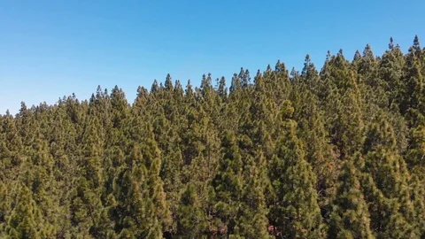 Panoramic aerial view - thick clouds in the mountains above the evergreen forest Stock Footage 110895398