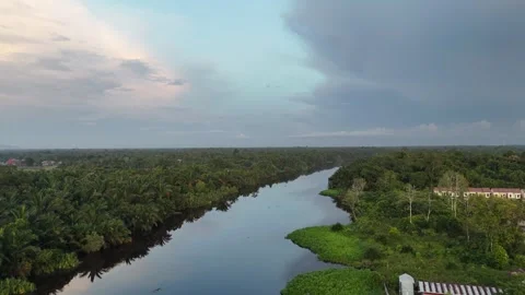 Panoramic Aerial View of Tranquil Kapuas River with Coconut Trees Video stock 334172916