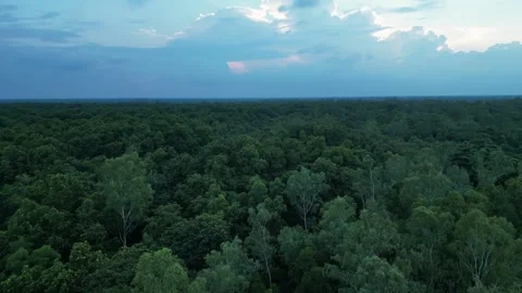 Panoramic aerial view of vast green forest canopy under cloudy twilight sky.. Video stock 342448742