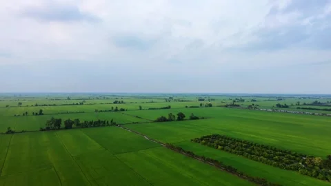 Panoramic Aerial View of Vast Green Paddy Fields Under Cloudy Sky Stock Footage 343606698