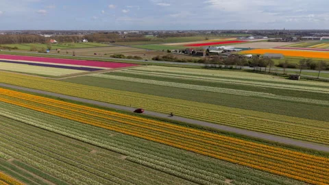 Panoramic aerial view of vast tulip and daffodil plantations. Red car driving Video stock 334994971