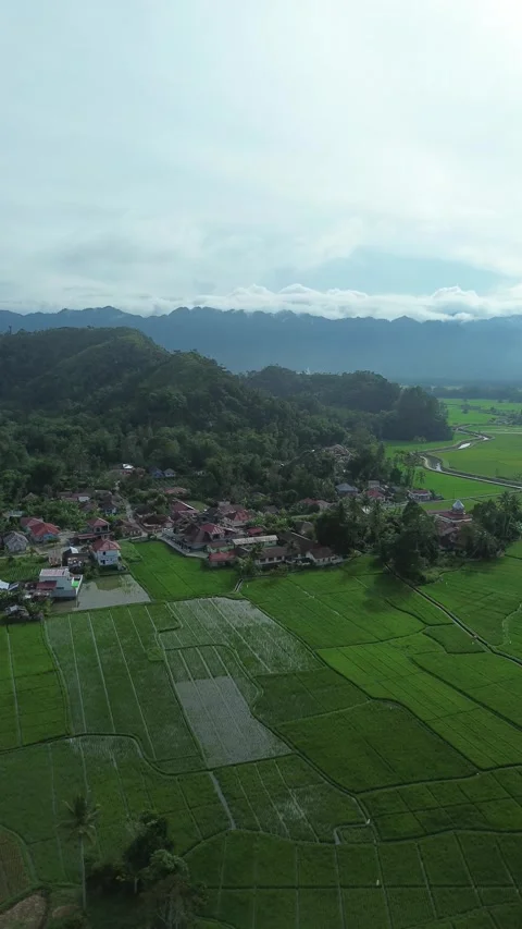 Panoramic aerial view of vibrant green rice fields and a tranquil village n.. Video stock 337277680