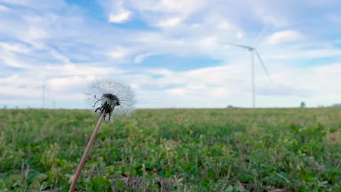 Panoramic aerial view of wind farm turbines rotating in January landscape. Stock Footage 296187513