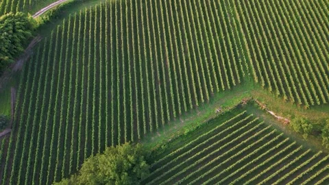 Panoramic Aerial View Of Winery Vineyards In The Countryside Of Portugal. Stock Footage 246744904