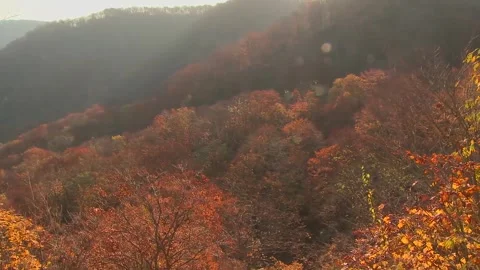 Panoramic Autumn Mountain Forest Valley View Stock Footage 346196138