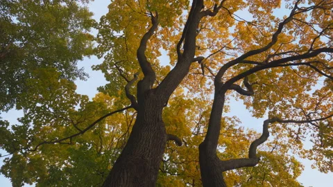 Panoramic autumn view of trees covered with yellow foliage Stock Footage 96104601