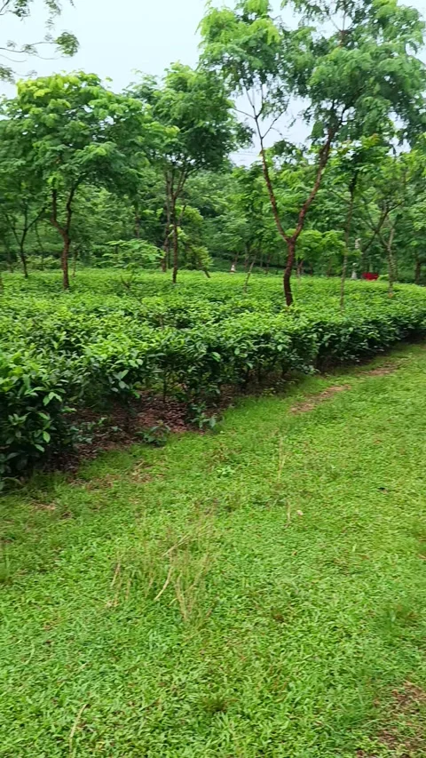 Panoramic B-Roll of Rolling Green Tea Hills and Meadow Stock Footage 337920099