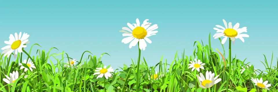 Panoramic background of cartoon green glade with daisy flowers Stock Illustration