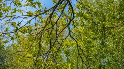 Panoramic background of fresh green trees Stock Footage 49974183