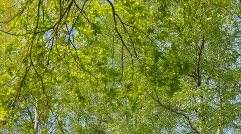 Panoramic background of fresh green trees Stock Footage 49974761
