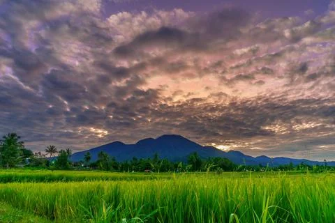 Panoramic background of Indonesian rice fields. bengkulu rice field view Stock Photos