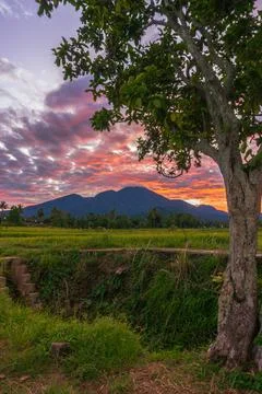 Panoramic background of Indonesian rice fields. view of rice fields and trees Stock Photos
