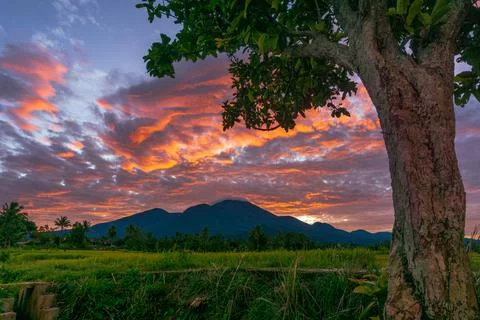 Panoramic background of Indonesian rice fields. view of rice fields and trees Stock Photos