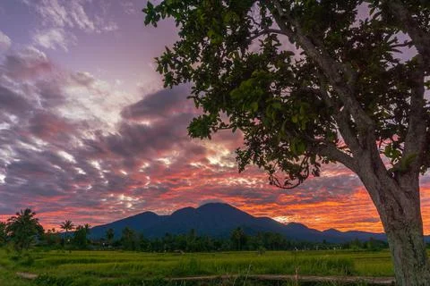 Panoramic background of Indonesian rice fields. rice fields and trees in the  Stock Photos