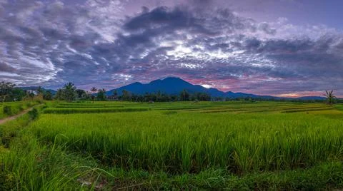 Panoramic background of Indonesian rice fields. yellow rice fields and blue m Stock Photos