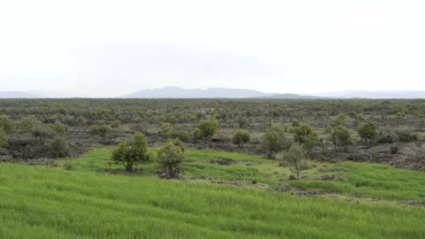 Panoramic basalt lava plain with porous volcanic rocks and sparse vegetation Stock Footage 339398740