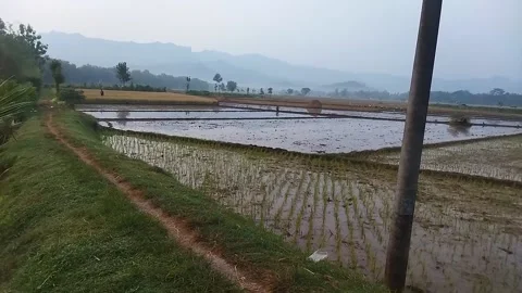 Panoramic beauty of the rice fields 動画素材 236445070